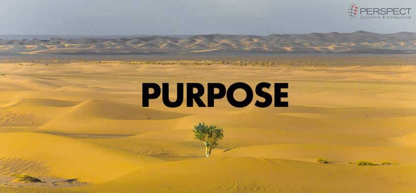 purpose in the desert